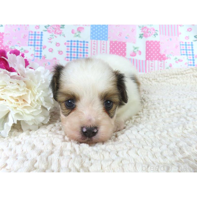 販売中の千葉県のパピヨン-422776の4枚目