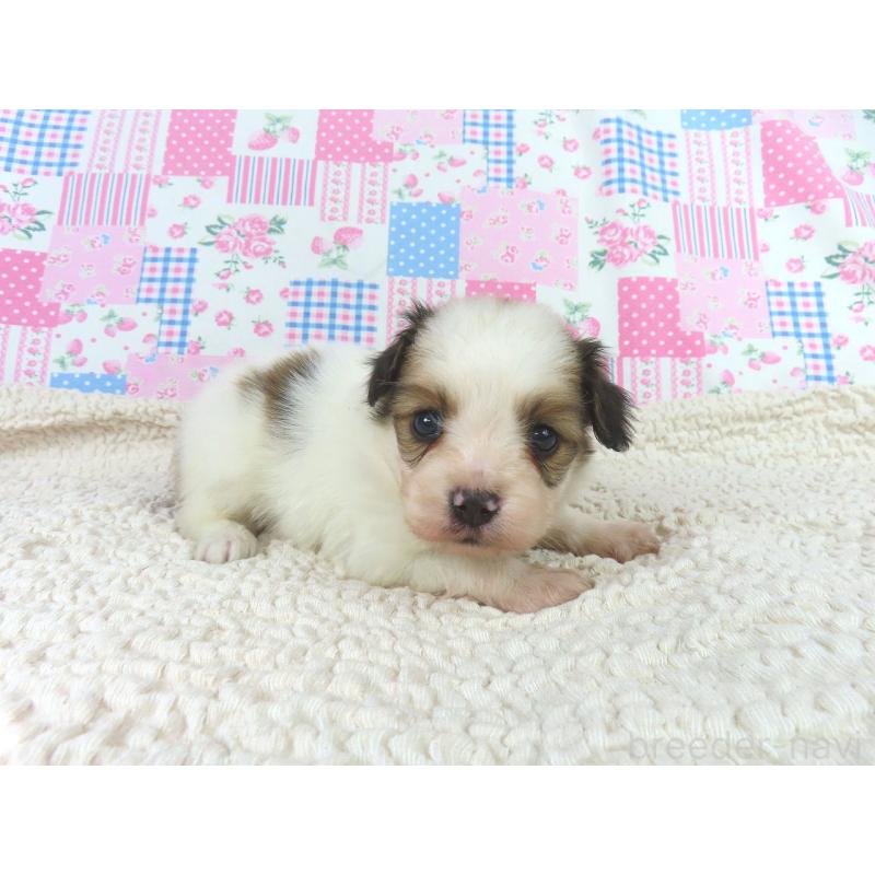 販売中の千葉県のパピヨン-422776の3枚目