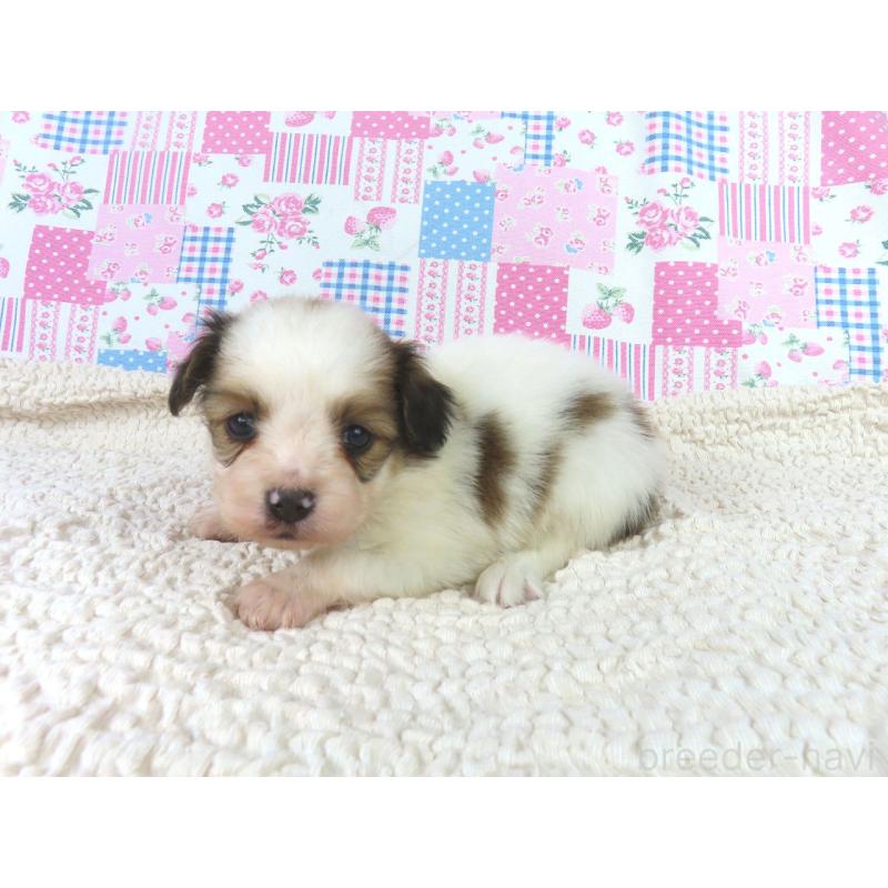 販売中の千葉県のパピヨン-422776の2枚目