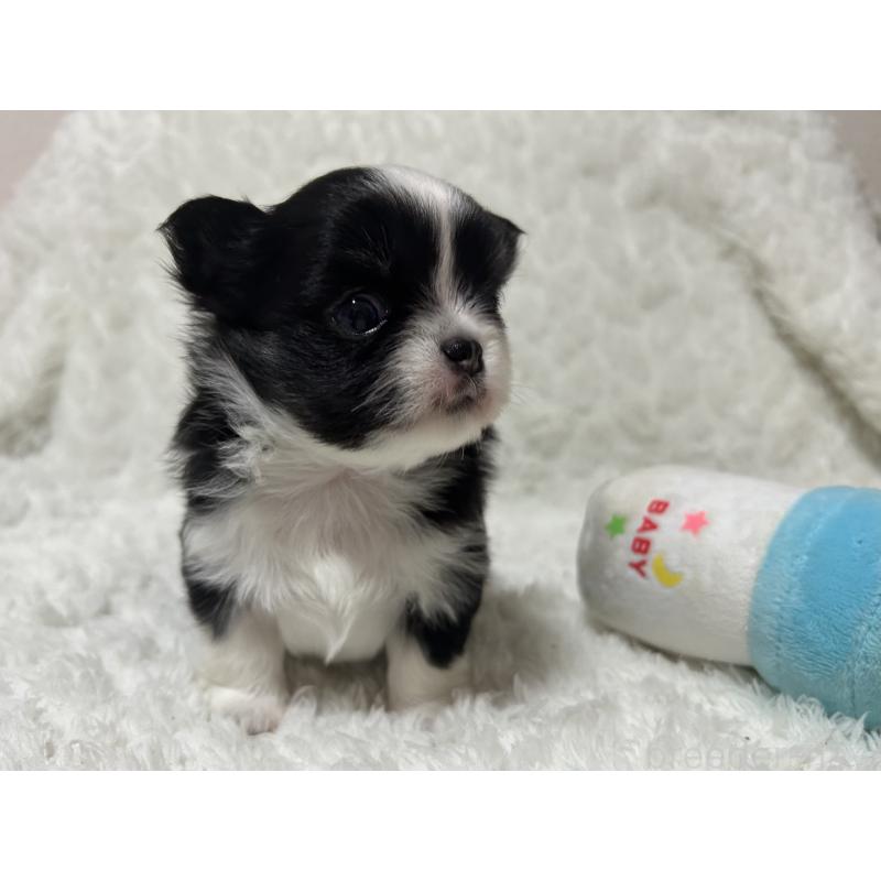 成約済の愛知県のチワワ(ロングコート)-421363の4枚目