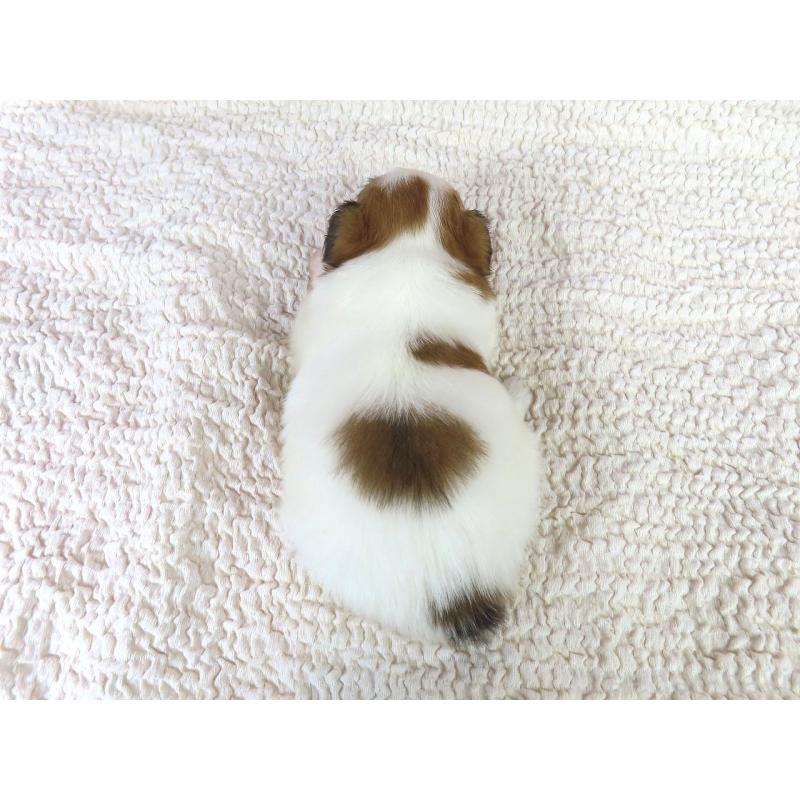 販売中の千葉県のパピヨン-422778の5枚目