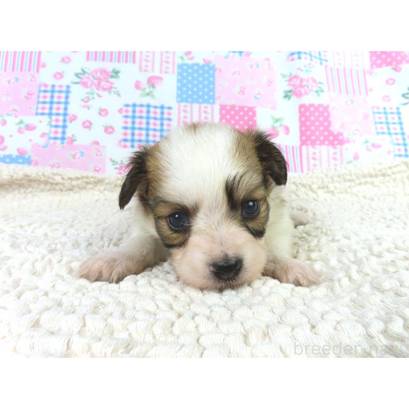 販売中の千葉県のパピヨン-422778の4枚目