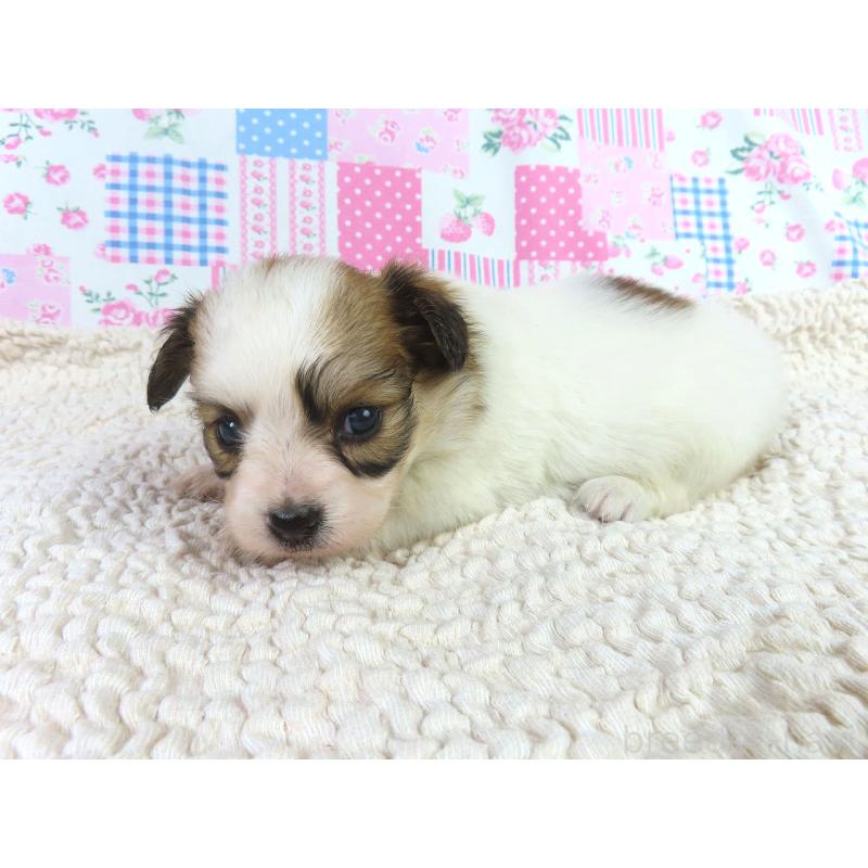 販売中の千葉県のパピヨン-422778の3枚目