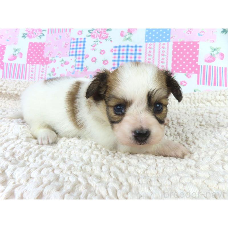 販売中の千葉県のパピヨン-422778の2枚目