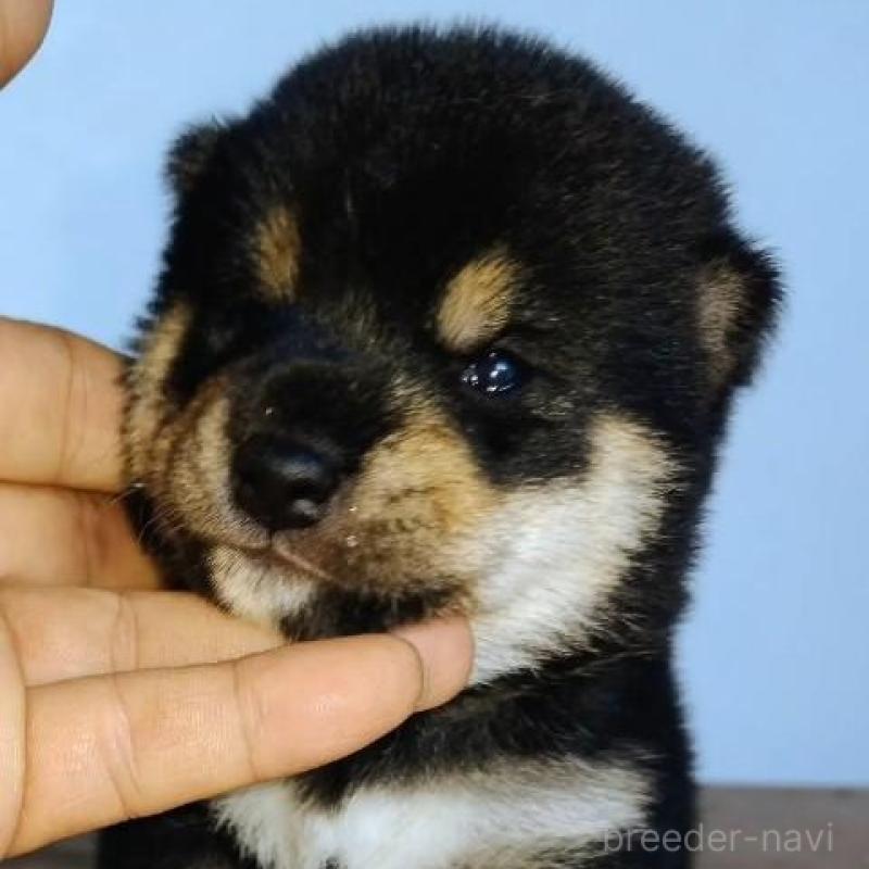 販売中の石川県の豆柴-422781