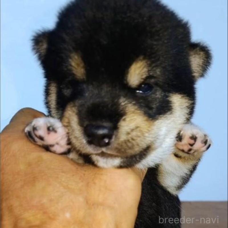 販売中の石川県の豆柴-422781の4枚目