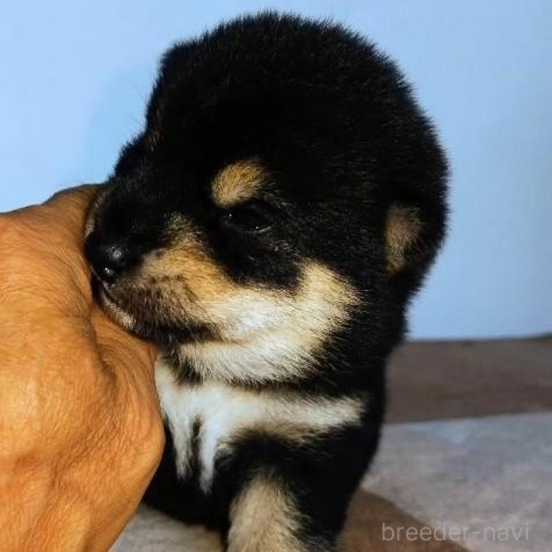 販売中の石川県の豆柴-422781の3枚目