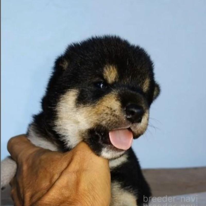 販売中の石川県の豆柴-422781の2枚目