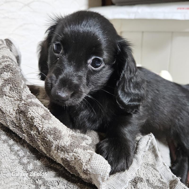 販売中の愛知県のミニチュアダックスフンド(ロングヘアード)-410175