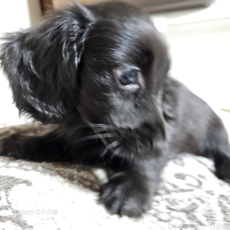 成約済の愛知県のミニチュアダックスフンド(ロングヘアード)-410175の5枚目