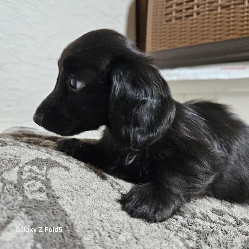 成約済の愛知県のミニチュアダックスフンド(ロングヘアード)-410175の3枚目