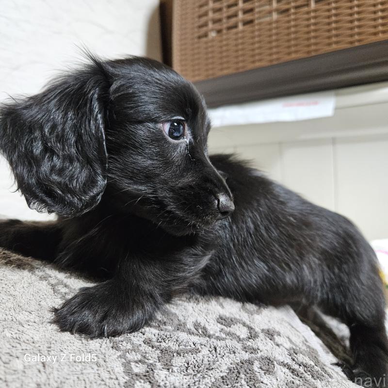 成約済の愛知県のミニチュアダックスフンド(ロングヘアード)-410175の2枚目