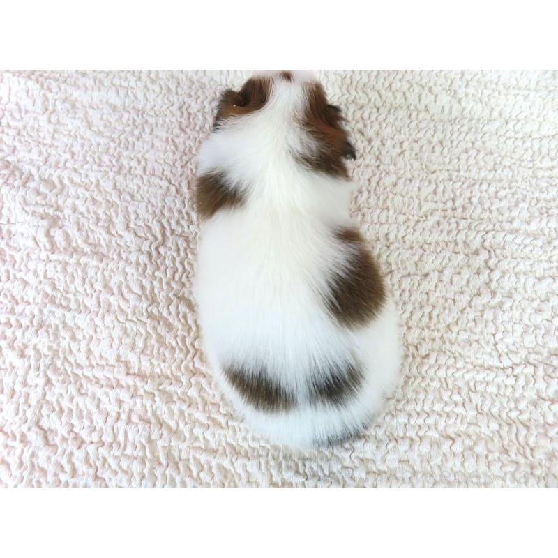 販売中の千葉県のパピヨン-422784の5枚目