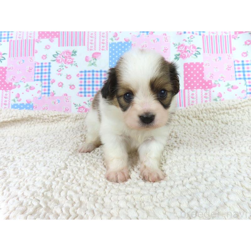 販売中の千葉県のパピヨン-422784の4枚目