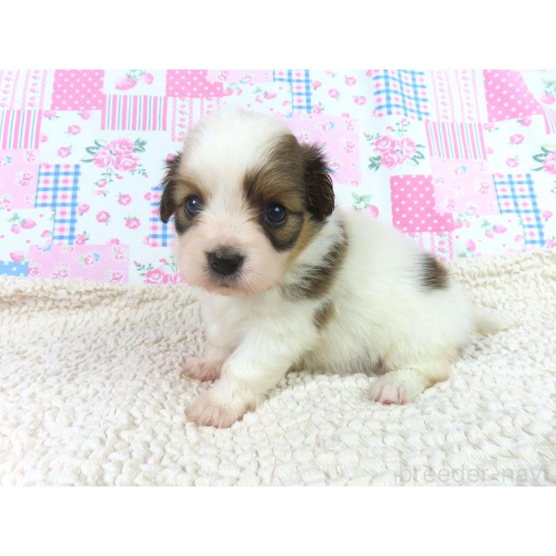 販売中の千葉県のパピヨン-422784の3枚目