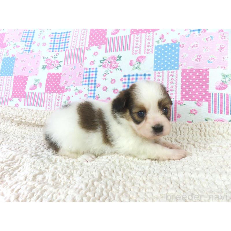 販売中の千葉県のパピヨン-422784の2枚目