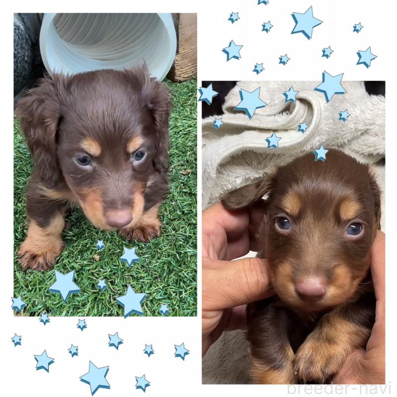 販売中の愛知県のミニチュアダックスフンド(ロングヘアード)-422786の2枚目