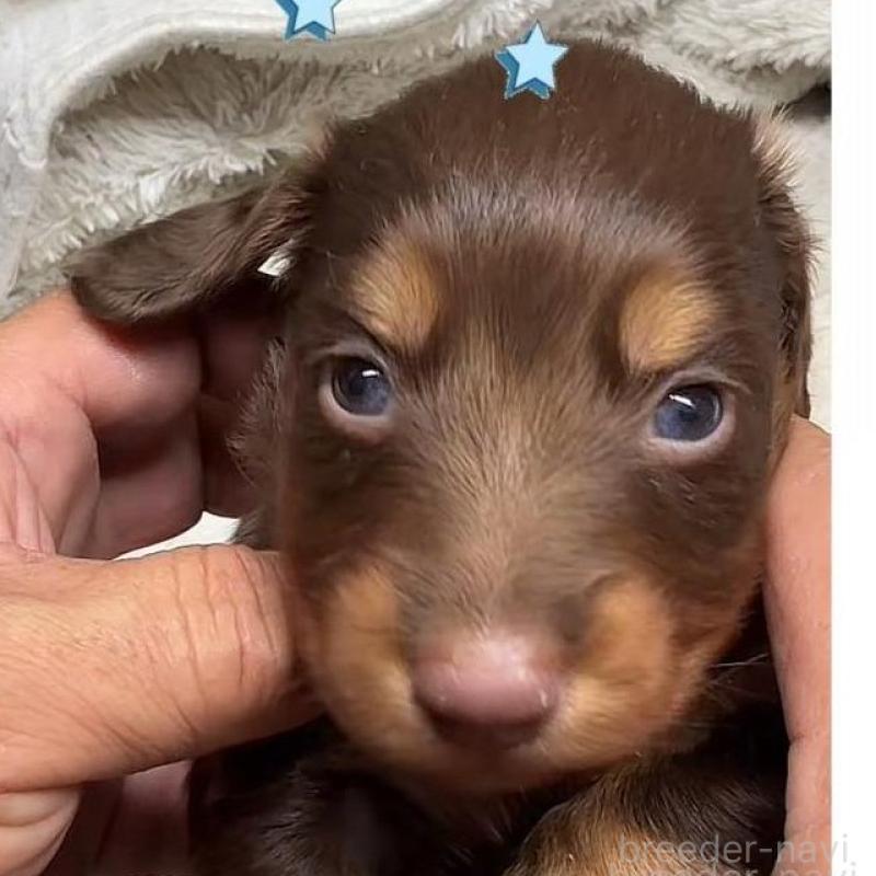 販売中の愛知県のミニチュアダックスフンド(ロングヘアード)-422786の1枚目