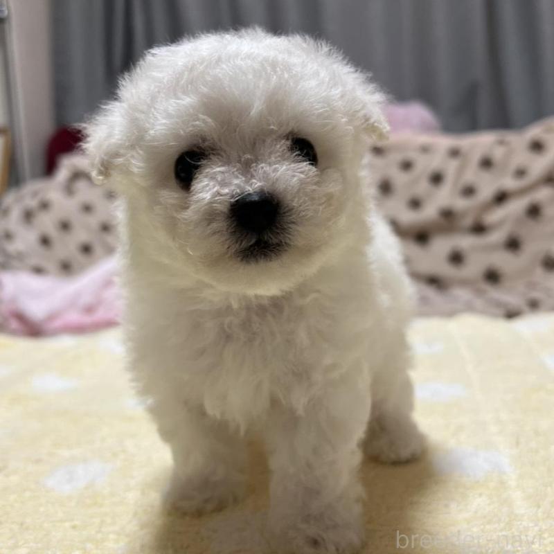 販売中の岐阜県のビションフリーゼ-422788