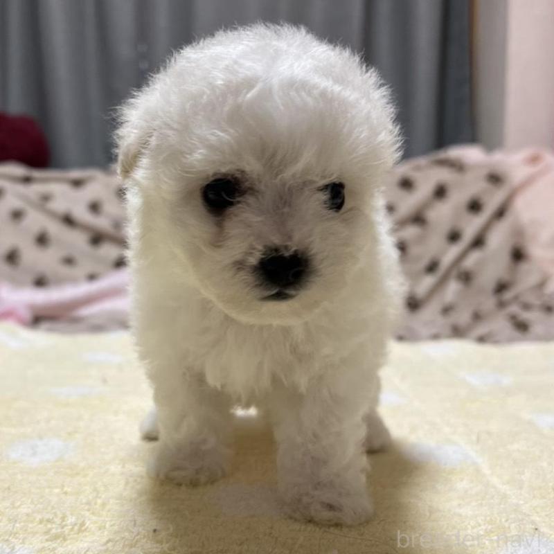 販売中の岐阜県のビションフリーゼ-422788の3枚目