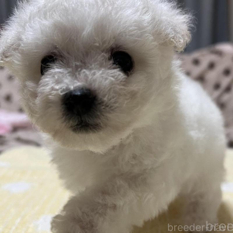 販売中の岐阜県のビションフリーゼ-422788の2枚目