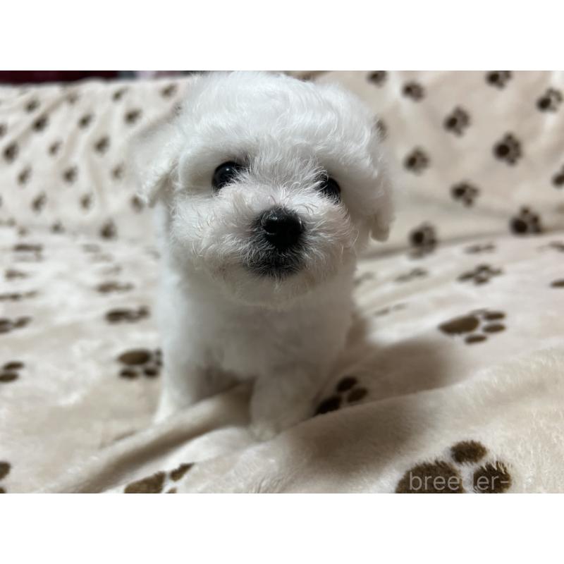 販売中の岐阜県のビションフリーゼ-422793の3枚目