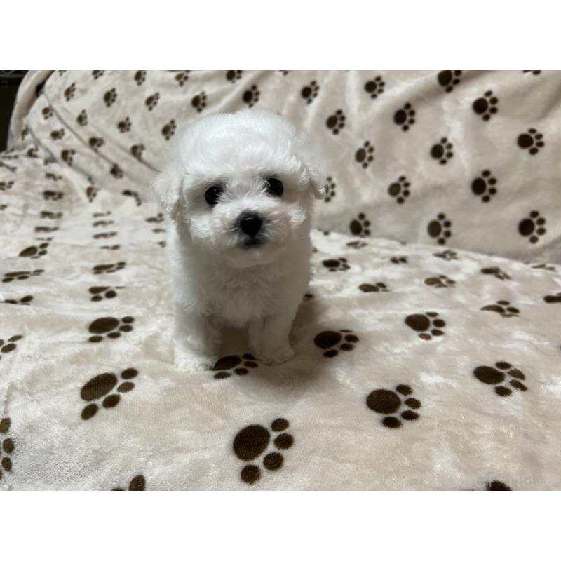 販売中の岐阜県のビションフリーゼ-422793の2枚目