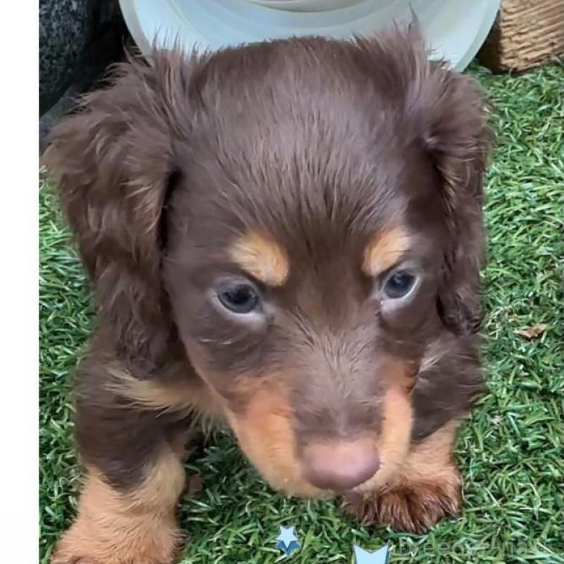 販売中の愛知県のミニチュアダックスフンド(ロングヘアード)-422791の1枚目