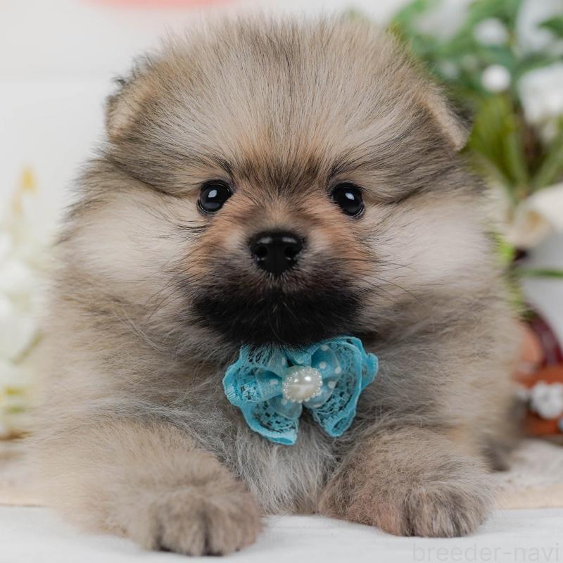 販売中の神奈川県のポメラニアン-422794