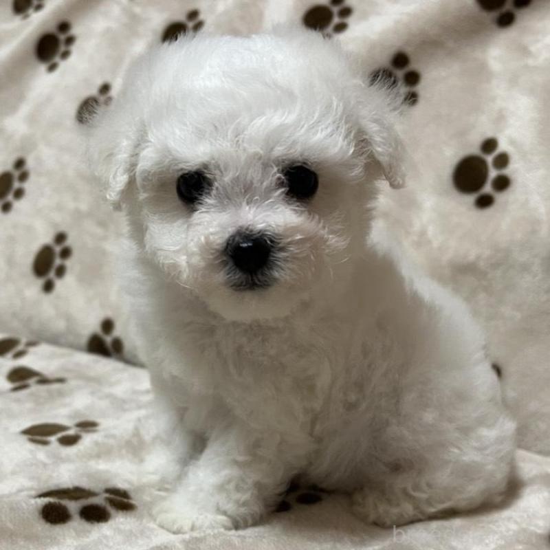 販売中の岐阜県のビションフリーゼ-422793の1枚目