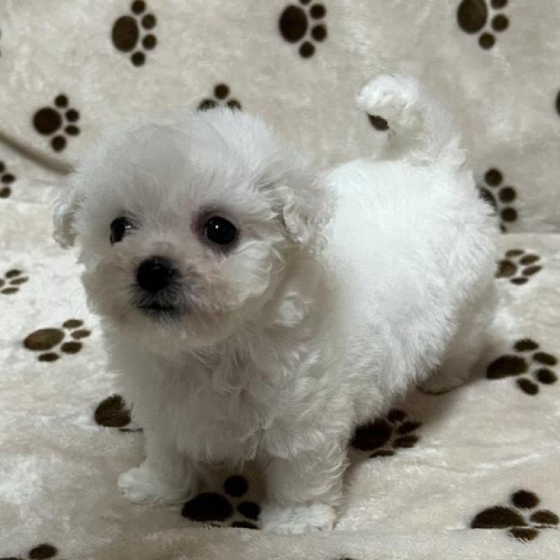 販売中の岐阜県のビションフリーゼ-422797の4枚目