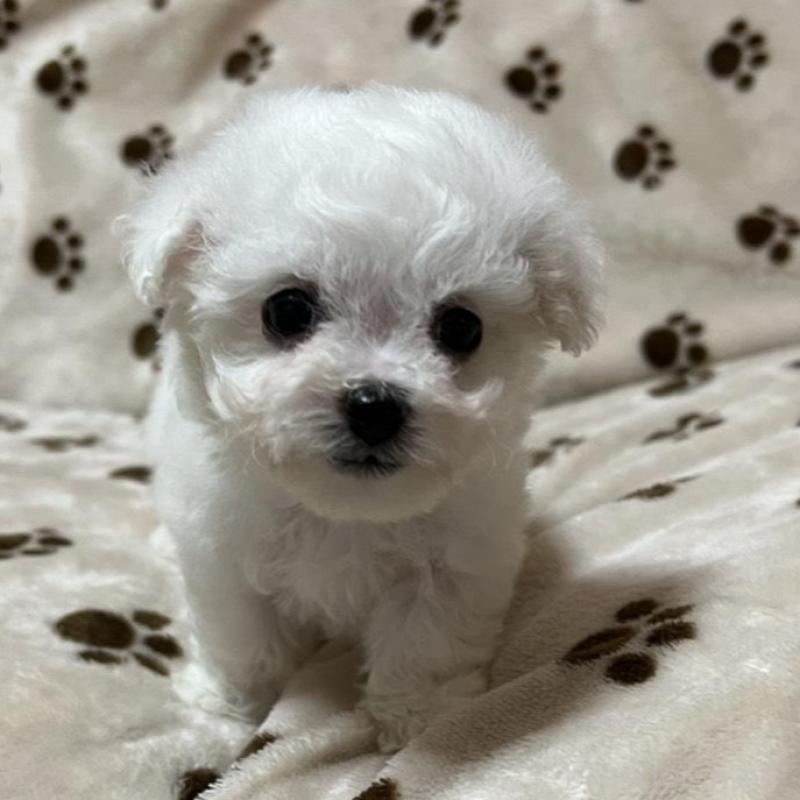 販売中の岐阜県のビションフリーゼ-422797の3枚目