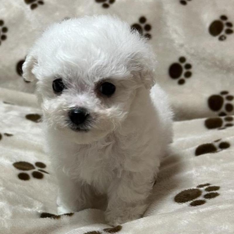 販売中の岐阜県のビションフリーゼ-422797の2枚目