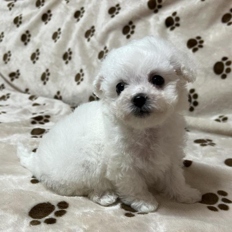 販売中の岐阜県のビションフリーゼ-422797