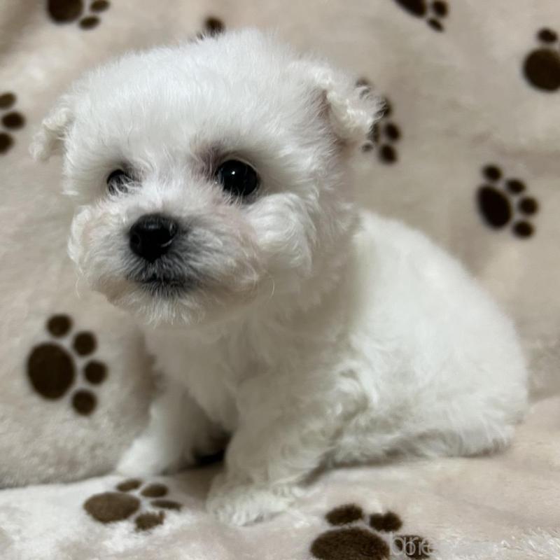 販売中の岐阜県のビションフリーゼ-422798の3枚目