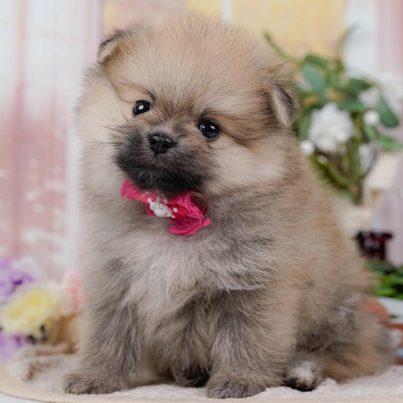 販売中の神奈川県のポメラニアン-422800