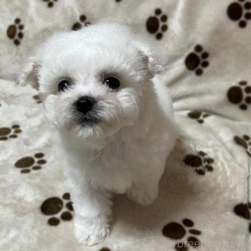 販売中の岐阜県のビションフリーゼ-422798