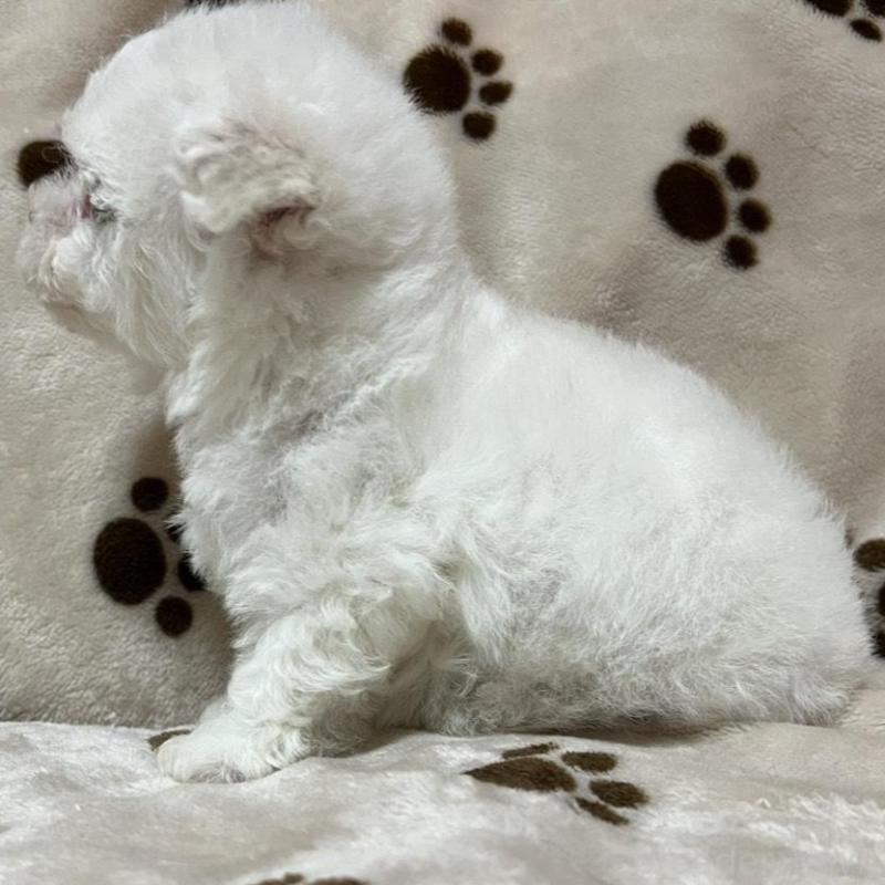 販売中の岐阜県のビションフリーゼ-422798の2枚目