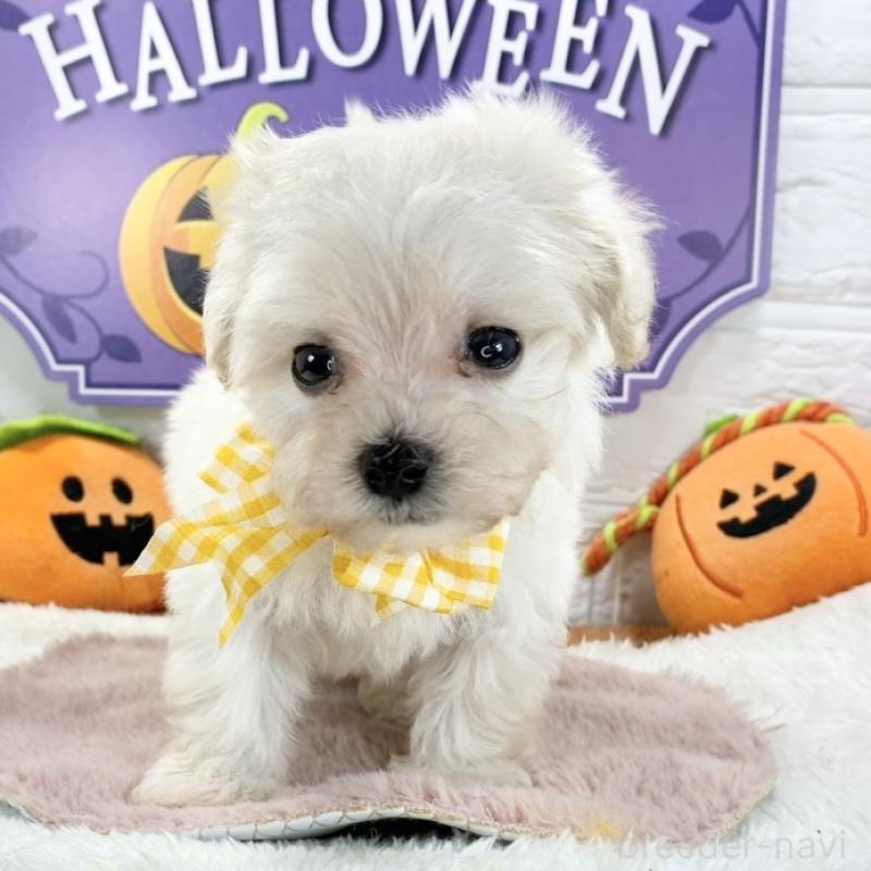 販売中の岐阜県のマルプー:マルチーズ×トイプードル-422802