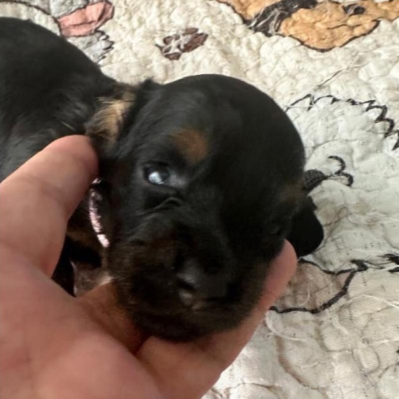 販売中の愛知県のミニチュアダックスフンド(ロングヘアード)-422799の2枚目