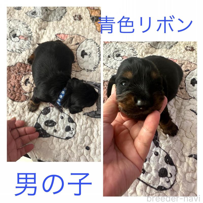 販売中の愛知県のミニチュアダックスフンド(ロングヘアード)-422801