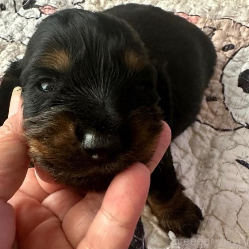 販売中の愛知県のミニチュアダックスフンド(ロングヘアード)-422801の2枚目