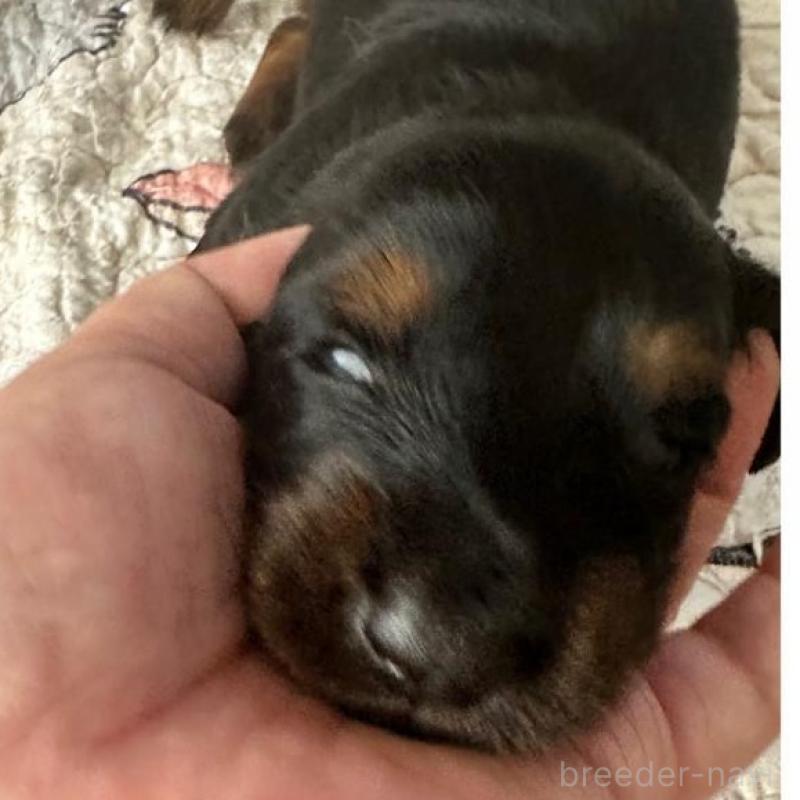 販売中の愛知県のミニチュアダックスフンド(ロングヘアード)-422803の2枚目