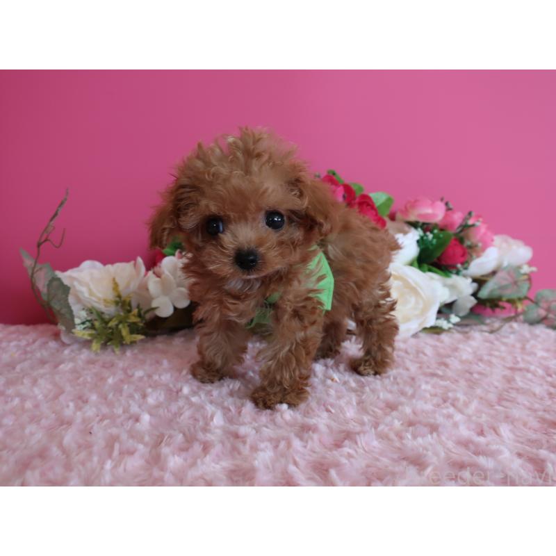 成約済の鹿児島県のティーカッププードル-419490の3枚目