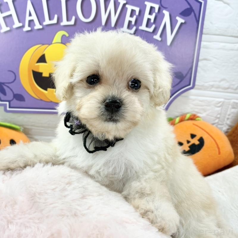 販売中の岐阜県のマルプー:マルチーズ×トイプードル-422806