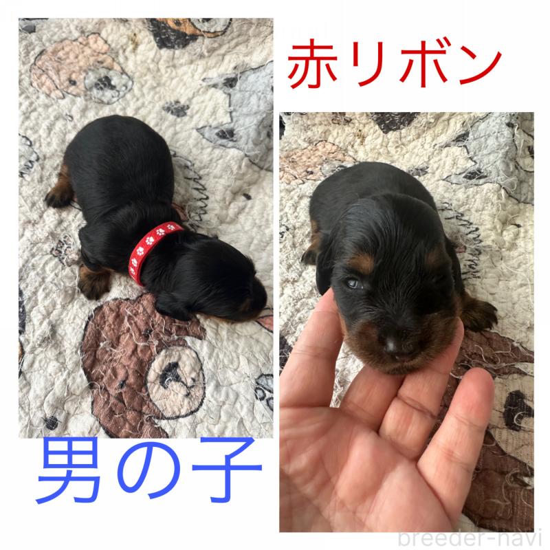 販売中の愛知県のミニチュアダックスフンド(ロングヘアード)-422804