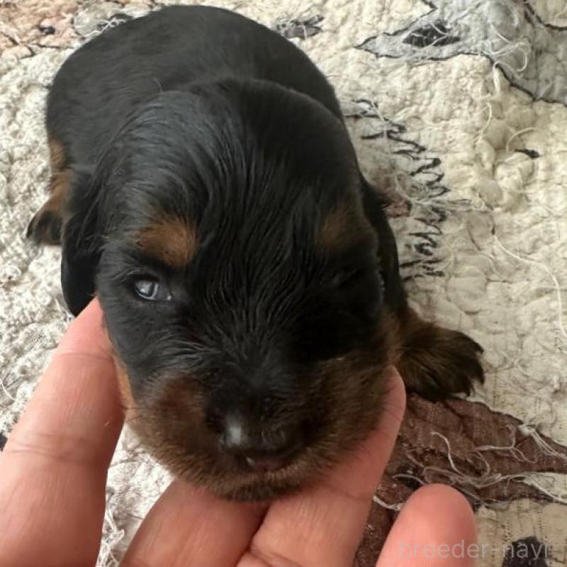 販売中の愛知県のミニチュアダックスフンド(ロングヘアード)-422804の2枚目