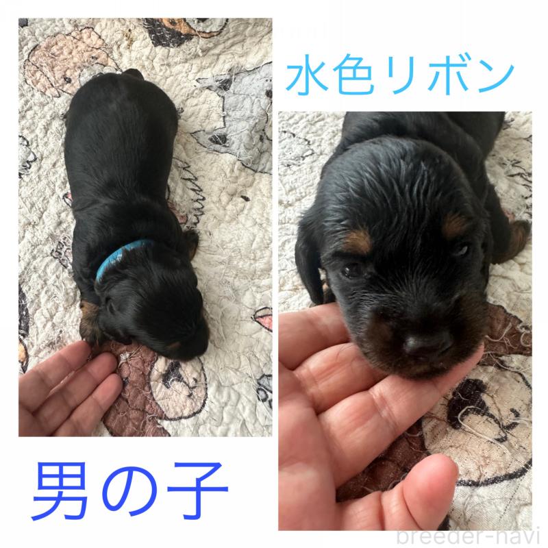 販売中の愛知県のミニチュアダックスフンド(ロングヘアード)-422805