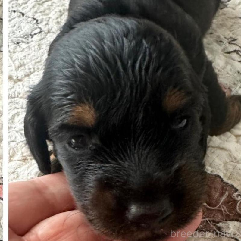 販売中の愛知県のミニチュアダックスフンド(ロングヘアード)-422805の2枚目