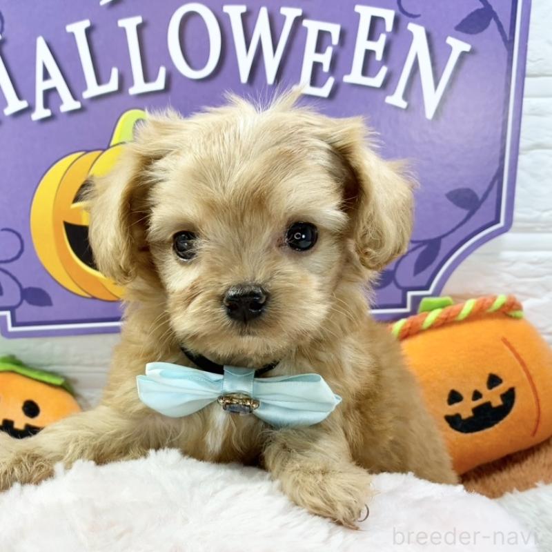 販売中の岐阜県のチワプー:チワワ×トイプードル-422807